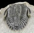Hollardops Trilobite - Nice Detail & Orange Eyes #60010-4